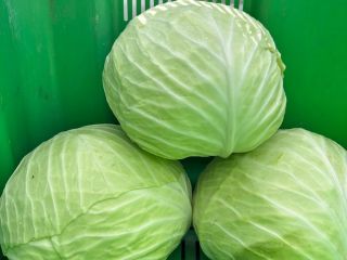 I will sell cabbage for cutting and salads of