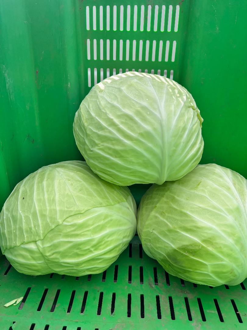 I will sell cabbage for cutting and salads of the Novotn variety