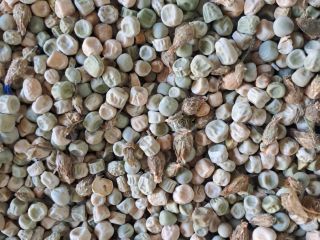 I have about 12 tons of this year's Kelvedon's
