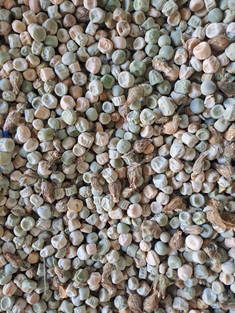 I have about 12 tons of this year's Kelvedon's Miracle peas for sale