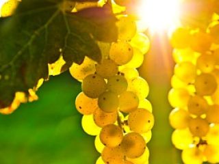 I am selling grapes - wine varieties - Pamid,