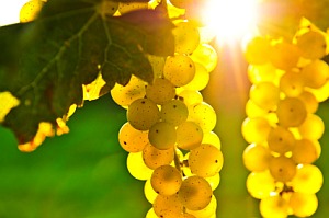 I am selling grapes - wine varieties - Pamid, Cabernet Sauvignon, Muscat Ottonel, Rkatsiteli