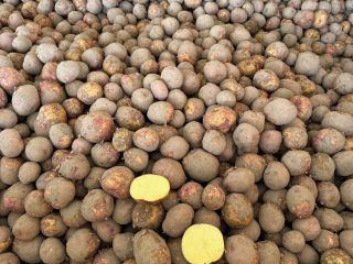 We offer Polish Fontane potatoes for French fries. Regular