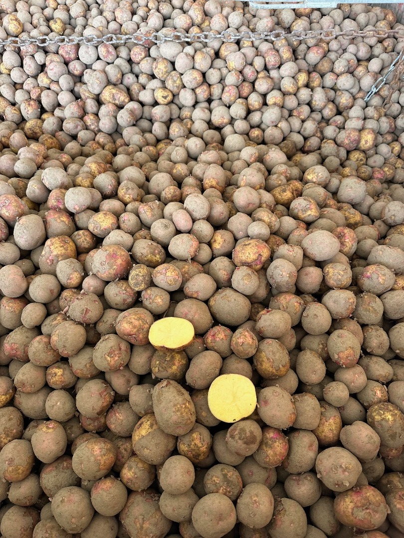 We offer Polish Fontane potatoes for French fries