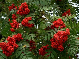I will sell fresh rowan fruit.