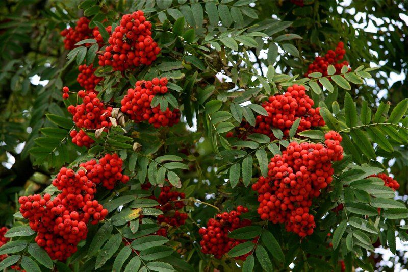 I will sell fresh rowan fruit