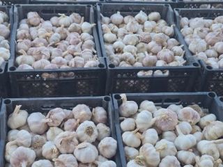 Garlic for sale – I offer high-quality garlic, clean
