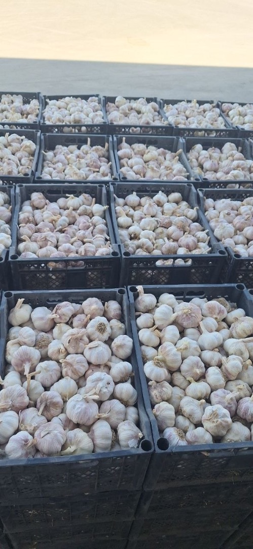 Garlic for sale – I offer high-quality garlic, clean and carefully prepared for sale