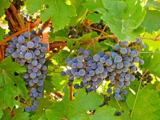 Szekszárdi borvidéken termett Cabernet sauvignon és Merlot szőlő eladó.