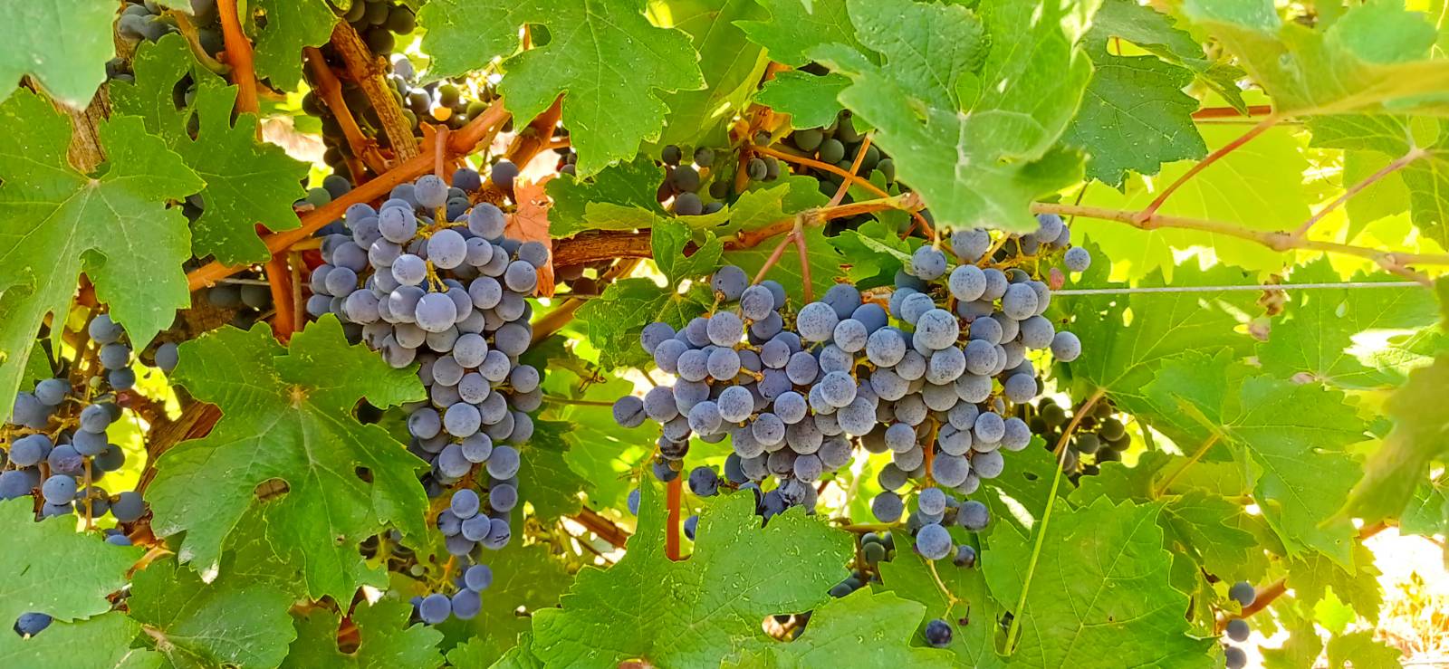 Szekszárdi borvidéken termett Cabernet sauvignon és Merlot szőlő eladó