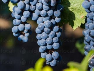 Producer. I sell grapes - wine varieties - Pamid