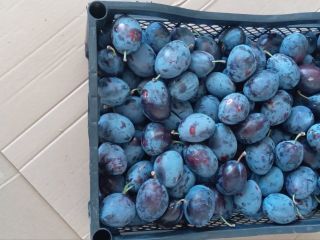 BG BIO plums Stanley, rekolta 2026, ~30 t. Bez