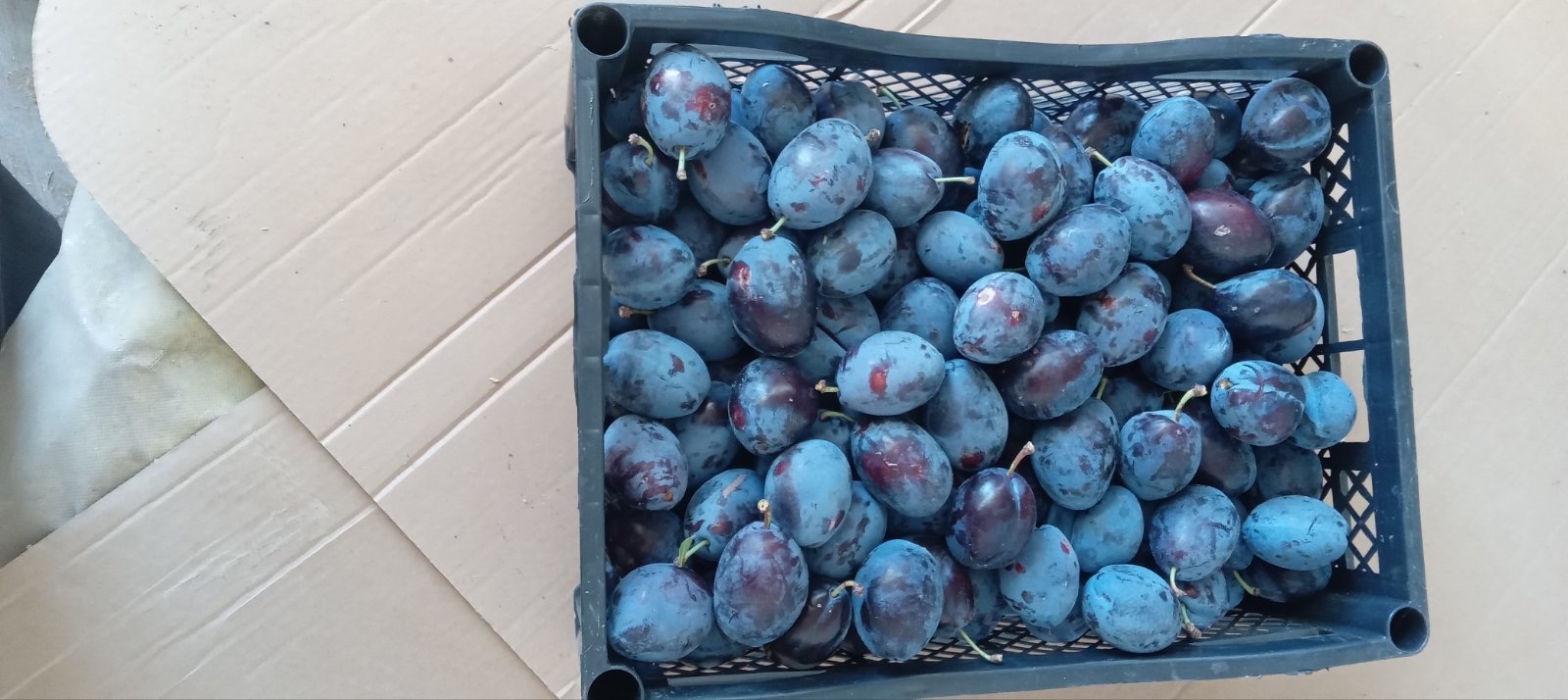 BG BIO plums Stanley, rekolta 2026, ~30 t