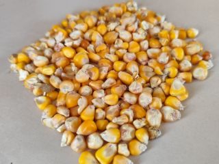 Corn for sale in smaller - larger batches! Price