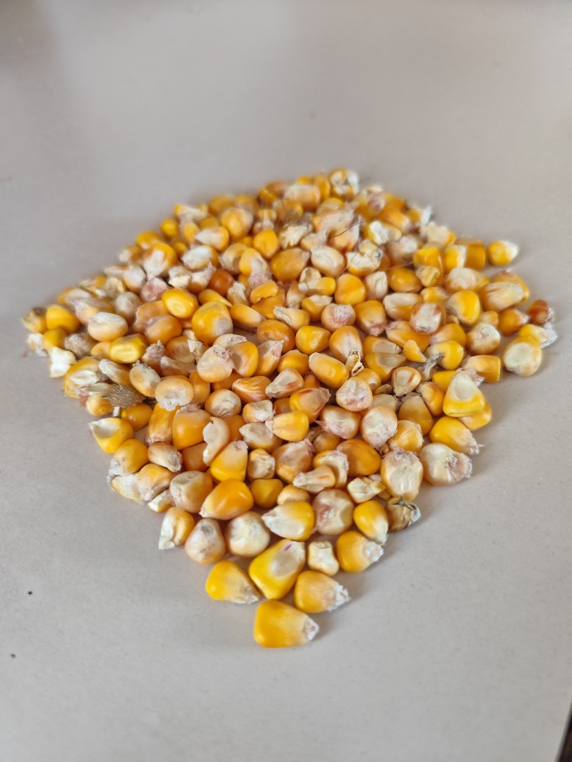 Corn for sale in smaller - larger batches! Price 110 HUF / kg