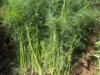 Hello, I have dill for sale without a flower
