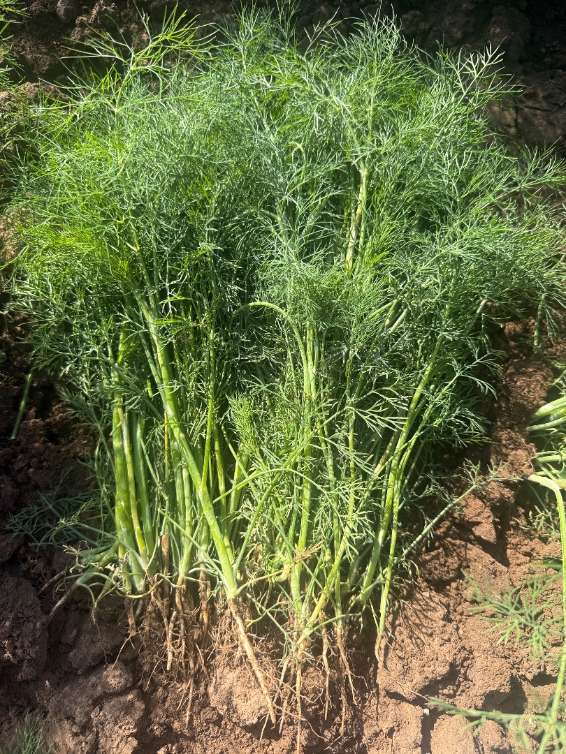 Hello, I have dill for sale without a flower (umbel), price to be agreed by phone, only truck and pallet quantities