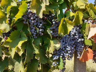 Grapes for sale in Matejevac (Niš): Cabernet Sauvignon, Sauvignon
