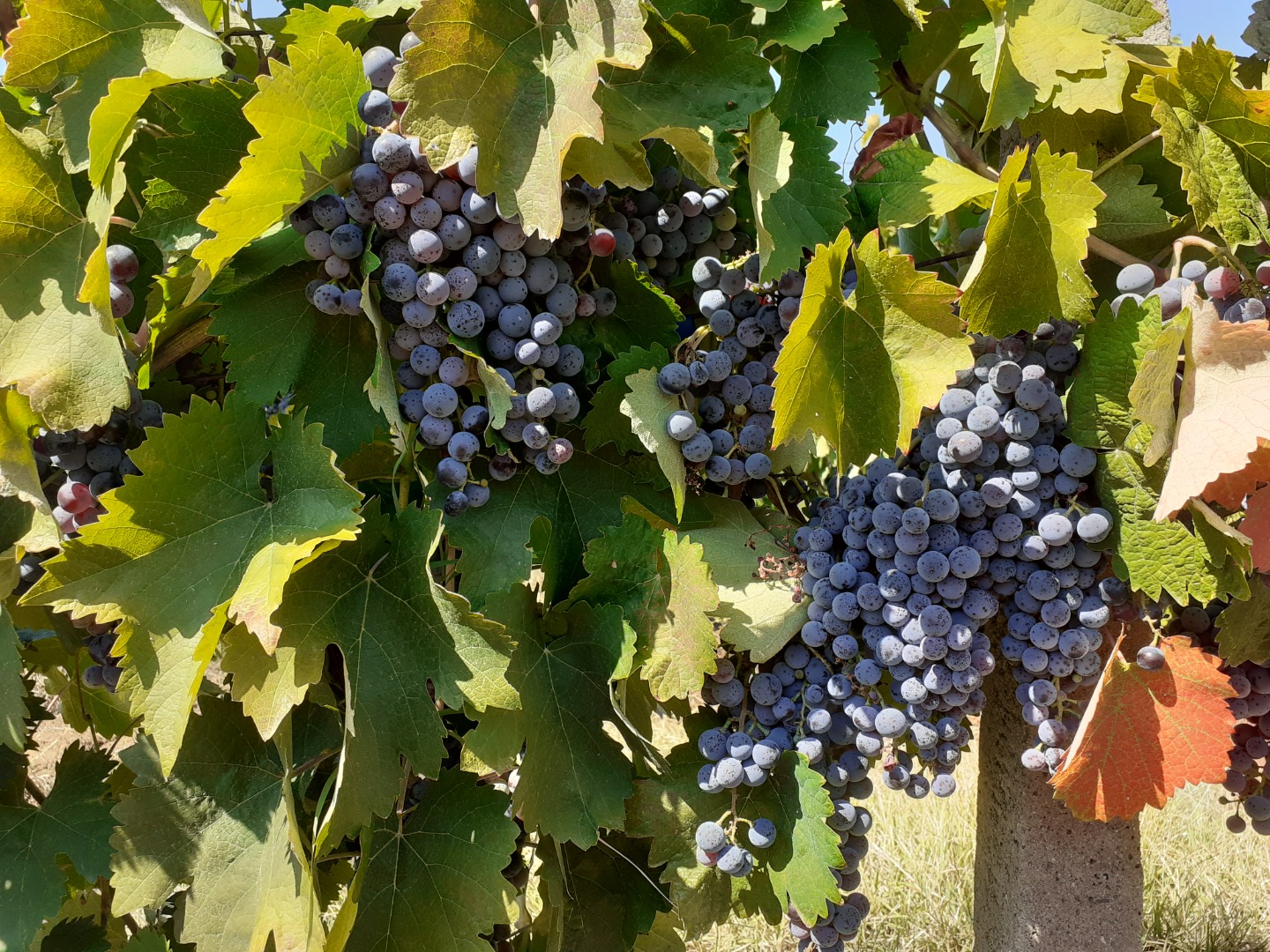 Grapes for sale in Matejevac (Niš): Cabernet Sauvignon, Sauvignon Blanc, Prokupac, Vranac and Smederevka