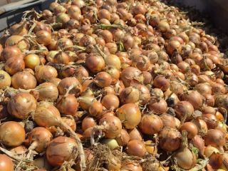 I will sell onions in truck quantities, Ambrador variety,