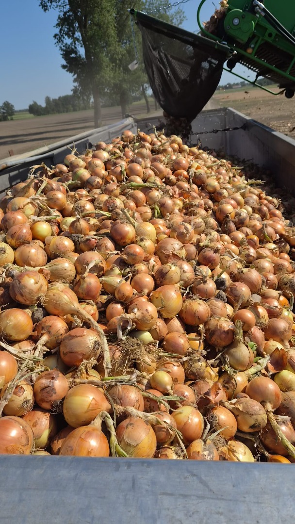 I will sell onions in truck quantities, Ambrador variety, caliber 4-8, delivery possible, please contact me by