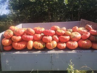 I'm selling an edible pumpkin variety: Rouge vif d'etampes.