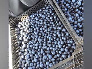 Nice American blueberry 12-16 mm Variety: blue crop 1.5t