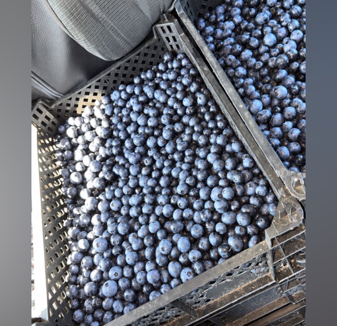 Nice American blueberry 12-16 mm Variety: blue crop 1.5t left