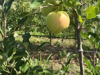 Hello, We are a family that produces organic apples,
