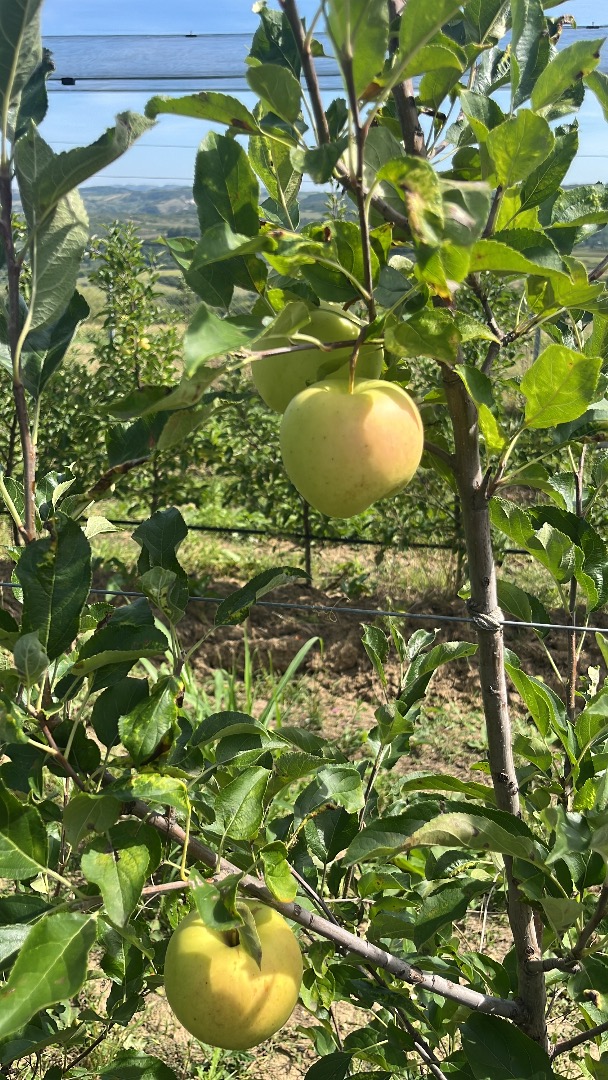 Hello, We are a family that produces organic apples, 5 varieties, golden delicious, red delicious, granny smith, braerbun, najadared