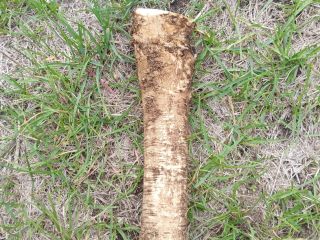 I'm selling young, healthy, smooth horseradish. Delivery and preparation