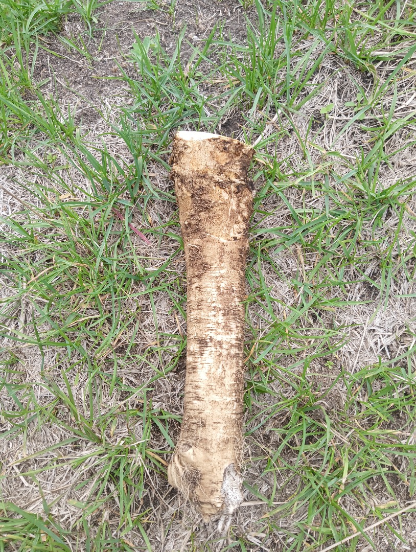 I'm selling young, healthy, smooth horseradish