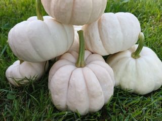 I am selling fresh Baby Boo pumpkins, wholesale quantities