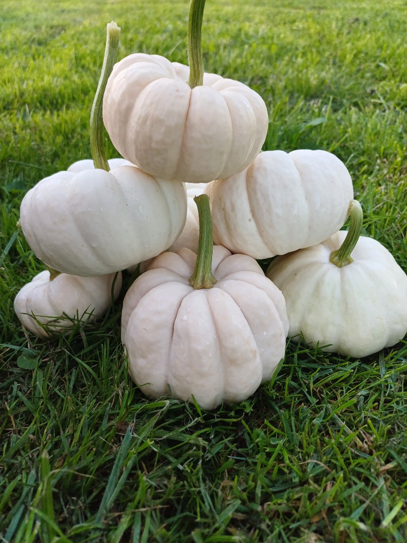 I am selling fresh Baby Boo pumpkins, wholesale quantities of approximately 2000 pieces