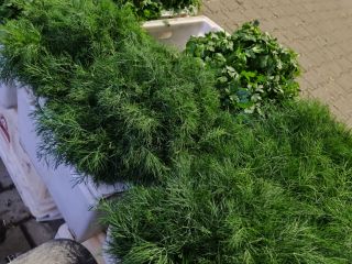We offer parsley and young dill. Produce straight from