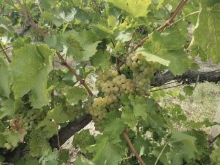Ripe Sauvignon Blanc grapes on the vine. Healthy green