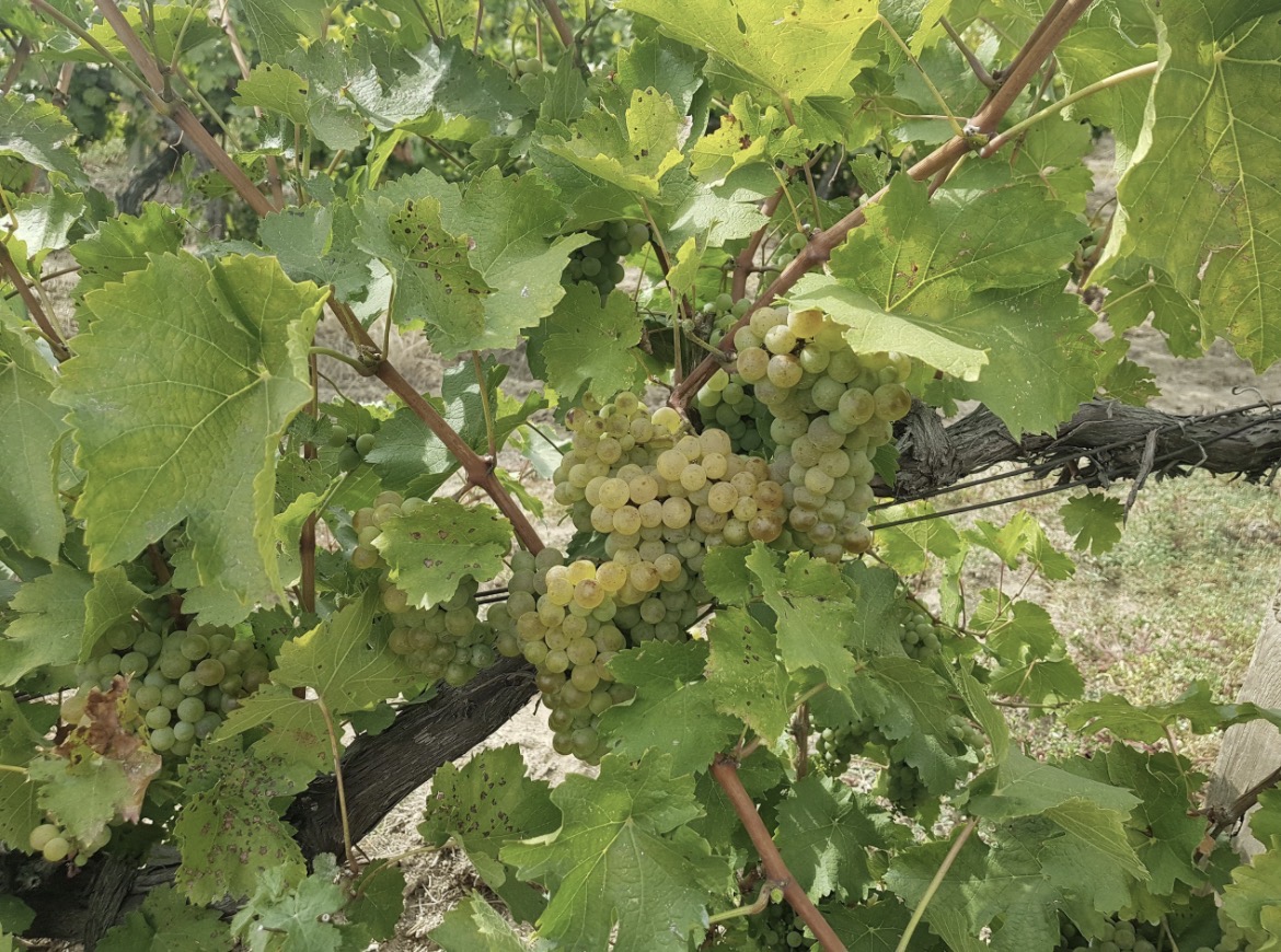 Ripe Sauvignon Blanc grapes on the vine