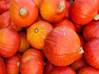 I am selling organic Hokkaido pumpkins.