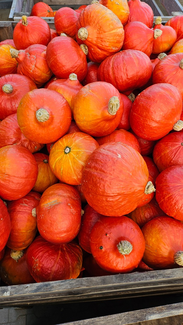 I am selling organic Hokkaido pumpkins