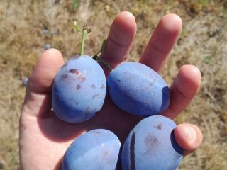 Prunes Stanley variety Tel-[phone number]