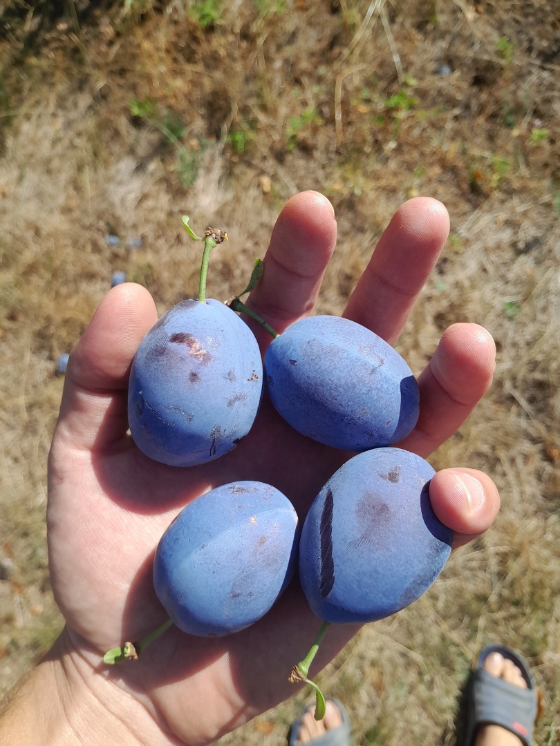 Prunes Stanley variety Tel-[phone number]