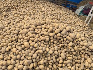 Edible potatoes, lilac and jurek varieties