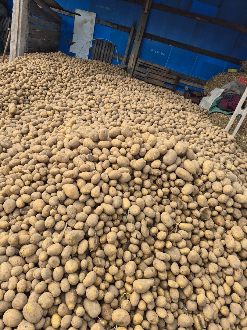 Edible potatoes, lilac and jurek varieties