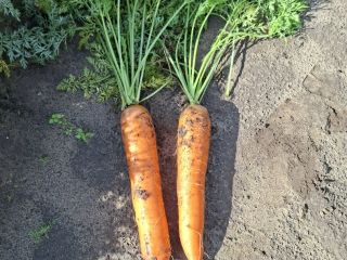 Bastia variety carrots for sale. Healthy crop. Available from