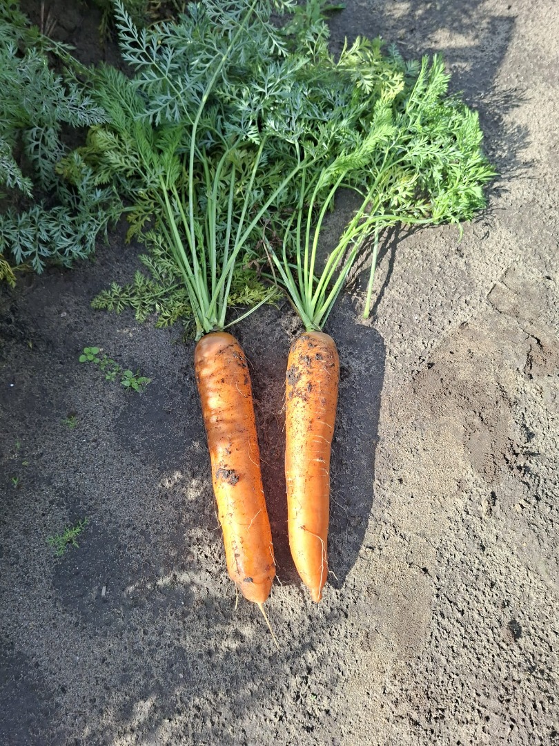 Bastia variety carrots for sale