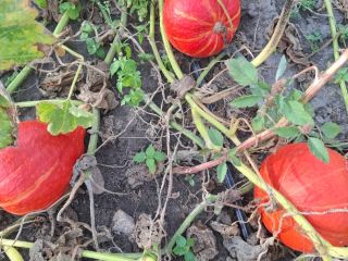 I'm selling beautifully colored Hokkaido pumpkins, various sizes. Price