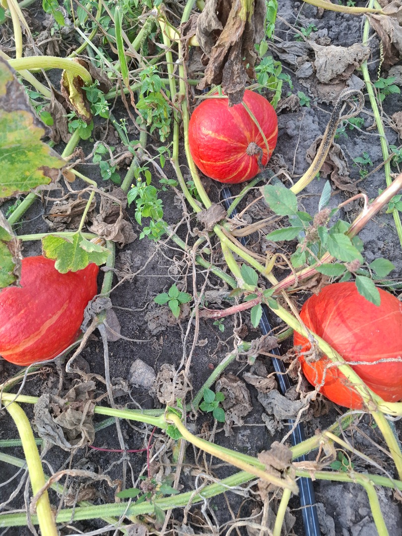 I'm selling beautifully colored Hokkaido pumpkins, various sizes