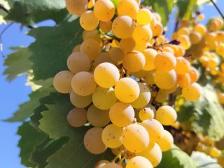 Organic Malvasia white wine grapes are sold at 50