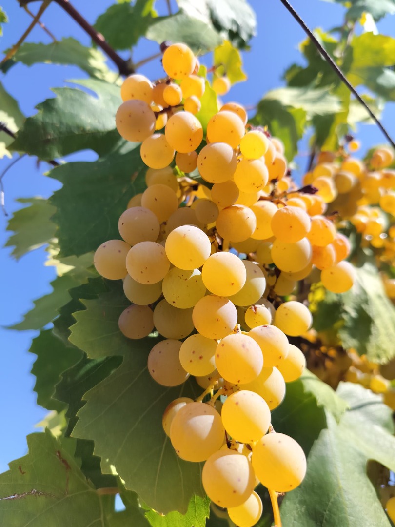 Organic Malvasia white wine grapes are sold at 50 euros per quintal