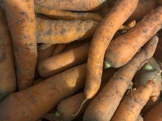 I will sell carrots of various calibers, unwashed, cleaned